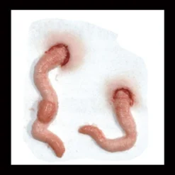 Tinsley Transfers Squirm Prosthetics