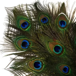 Zucker Peacock Feathers 8"-15" Boas & Feathers