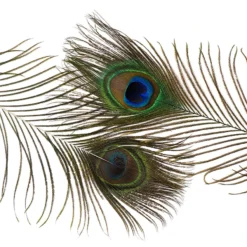 Zucker Peacock Feathers 8"-15" Boas & Feathers