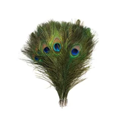Zucker Peacock Feathers 8